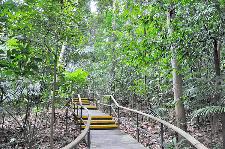 日本語で熱帯雨林を学べるレインフォレストツアー